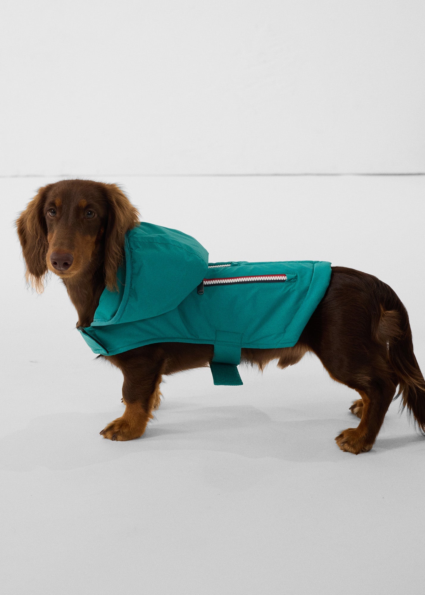 Imperméable pour chien Vert persan Balto